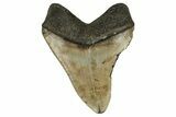 Fossil Megalodon Tooth - North Carolina #190644-1